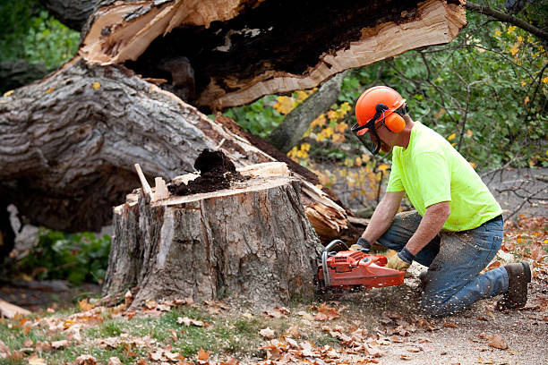 Best Tree Pruning Services  in Churchill, PA